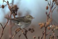 Willow Warbler (2 of 2)