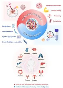 Comparative Strategies for Organoid Derivation: Mechanical vs. Enzymatic Dissociation.