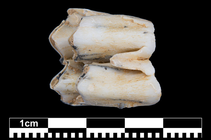 Fossil tooth of a sambar deer