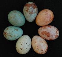 Cuckoo Finch Eggs