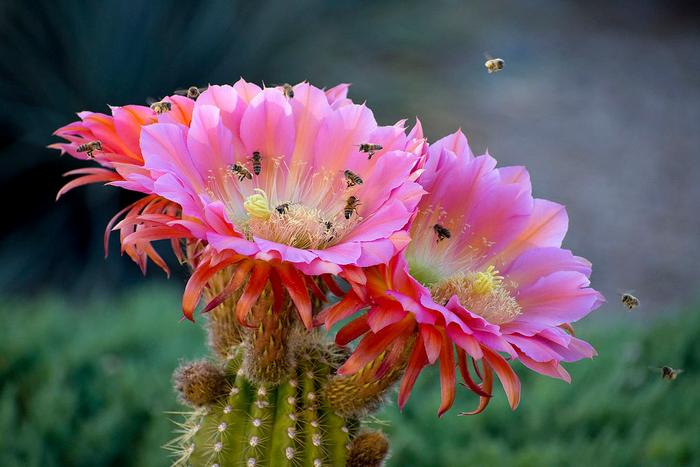 Honey bees on cactus