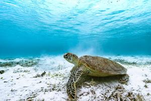 Sea turtle