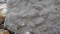 Iguanodontian Footprints