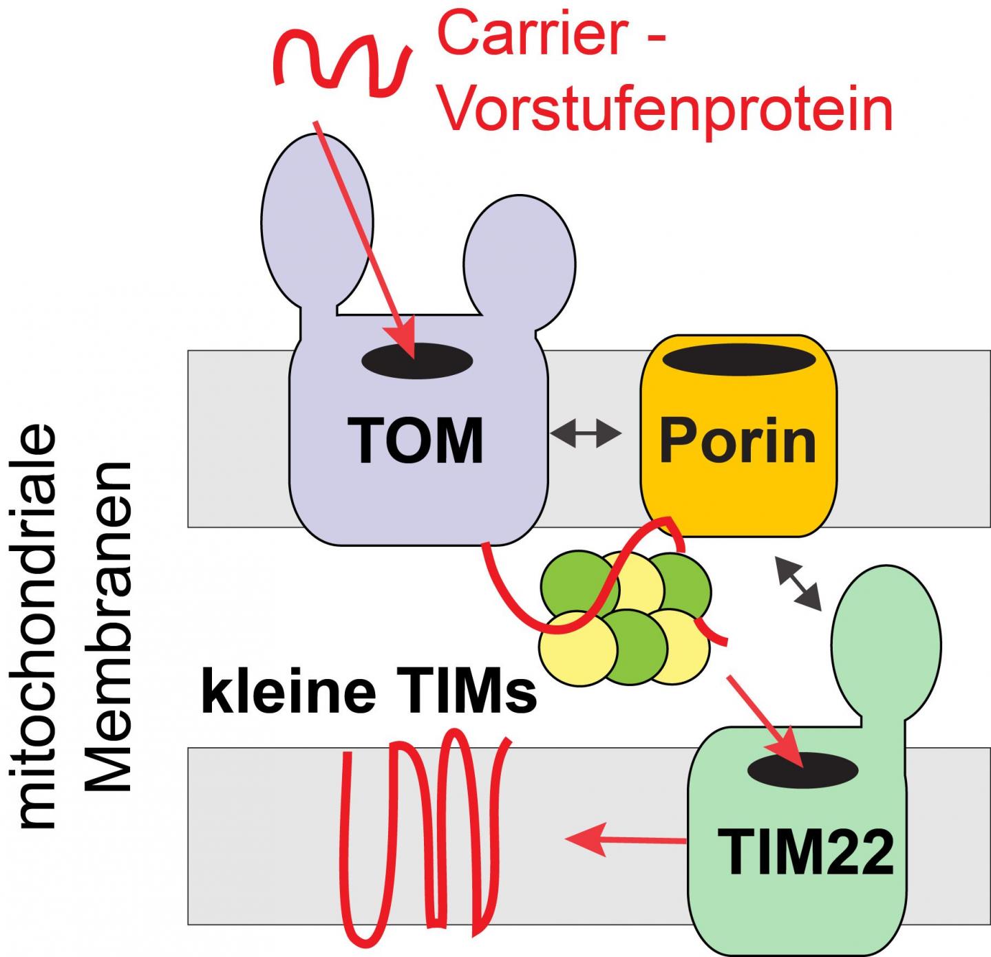 An Elegant Mechanism