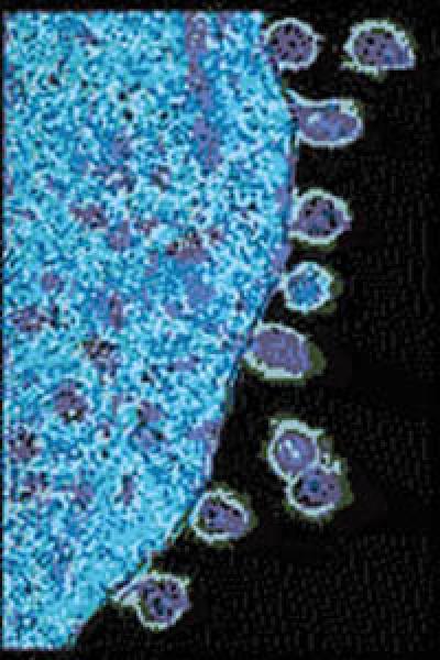HIV Viruses Exit Infected Cell