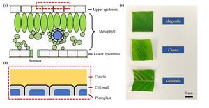 Thermal infrared reflectance characteristics of natural leaves in 8–14 μm region: Mechanistic modeling and relationships with leaf water content