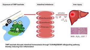 TWP leachate disrupts intestinal homeostasis through TLR4/MyD88/NF-ĸBsignaling pathway, thereby inducing liver inflammation