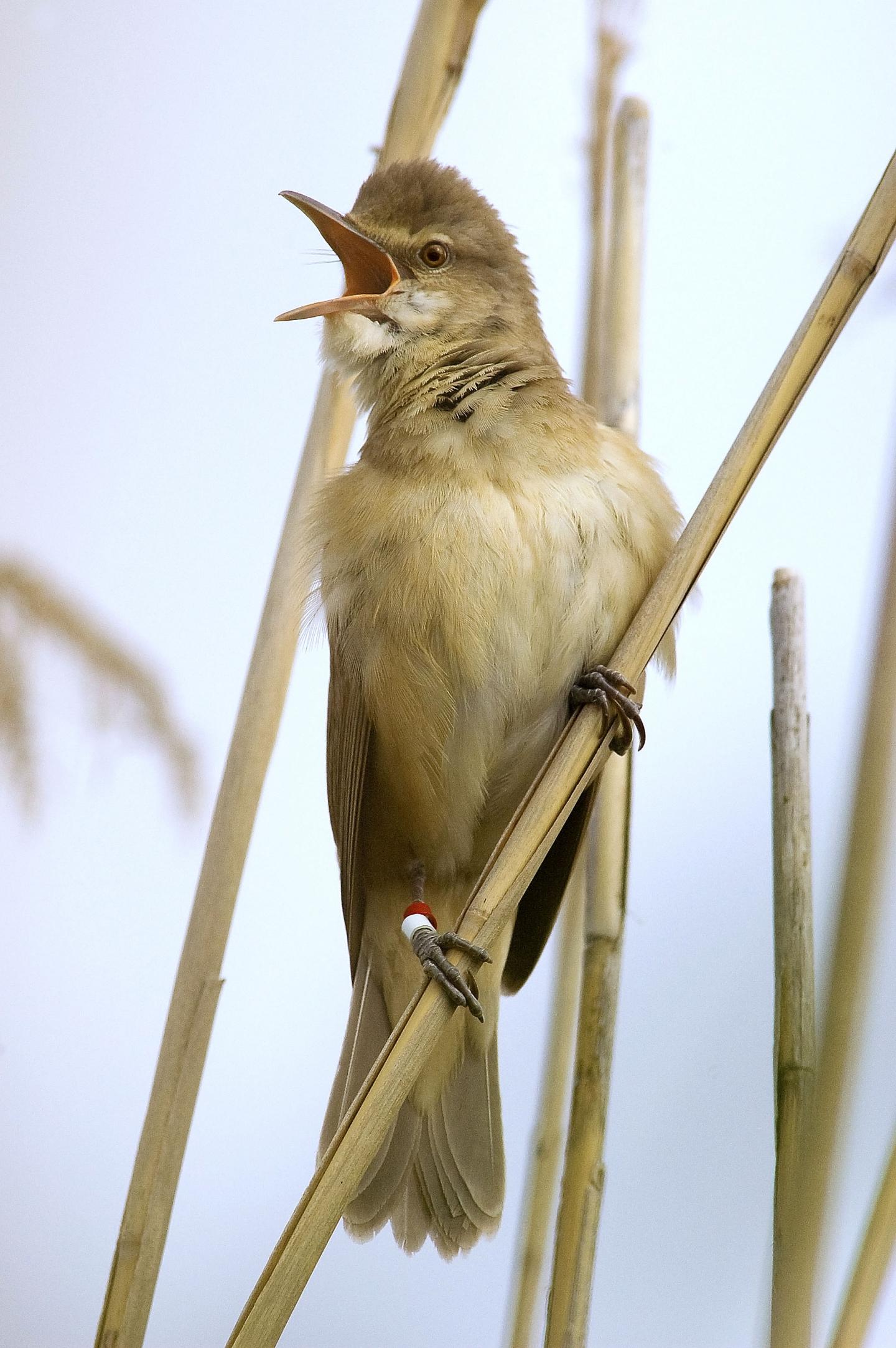 Great Reed Warbler (1 of 2)