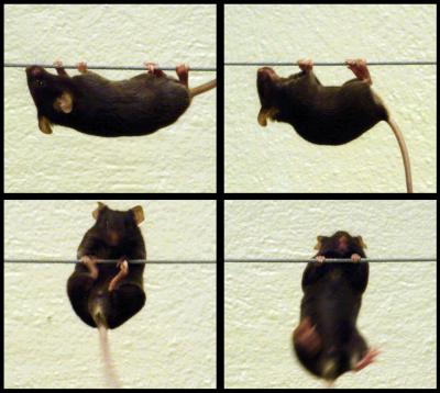 Different Views of a Dystrophic Mouse during the Wire Test