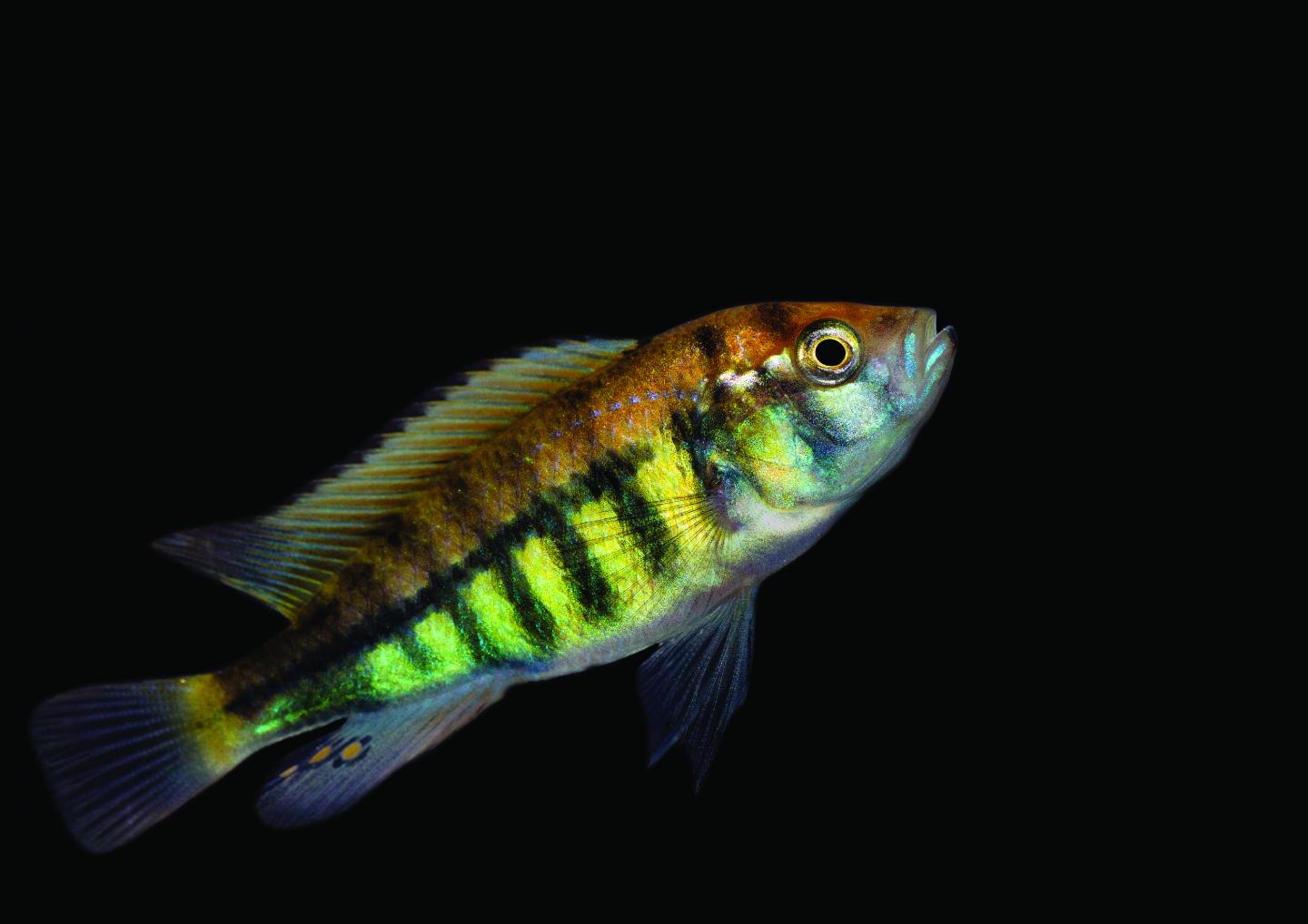 <i>Pundamilia nyererei</i> Fish