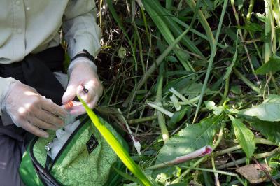 Gorilla Plant Sampling