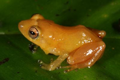 A Yellow Dyer Rain Frog