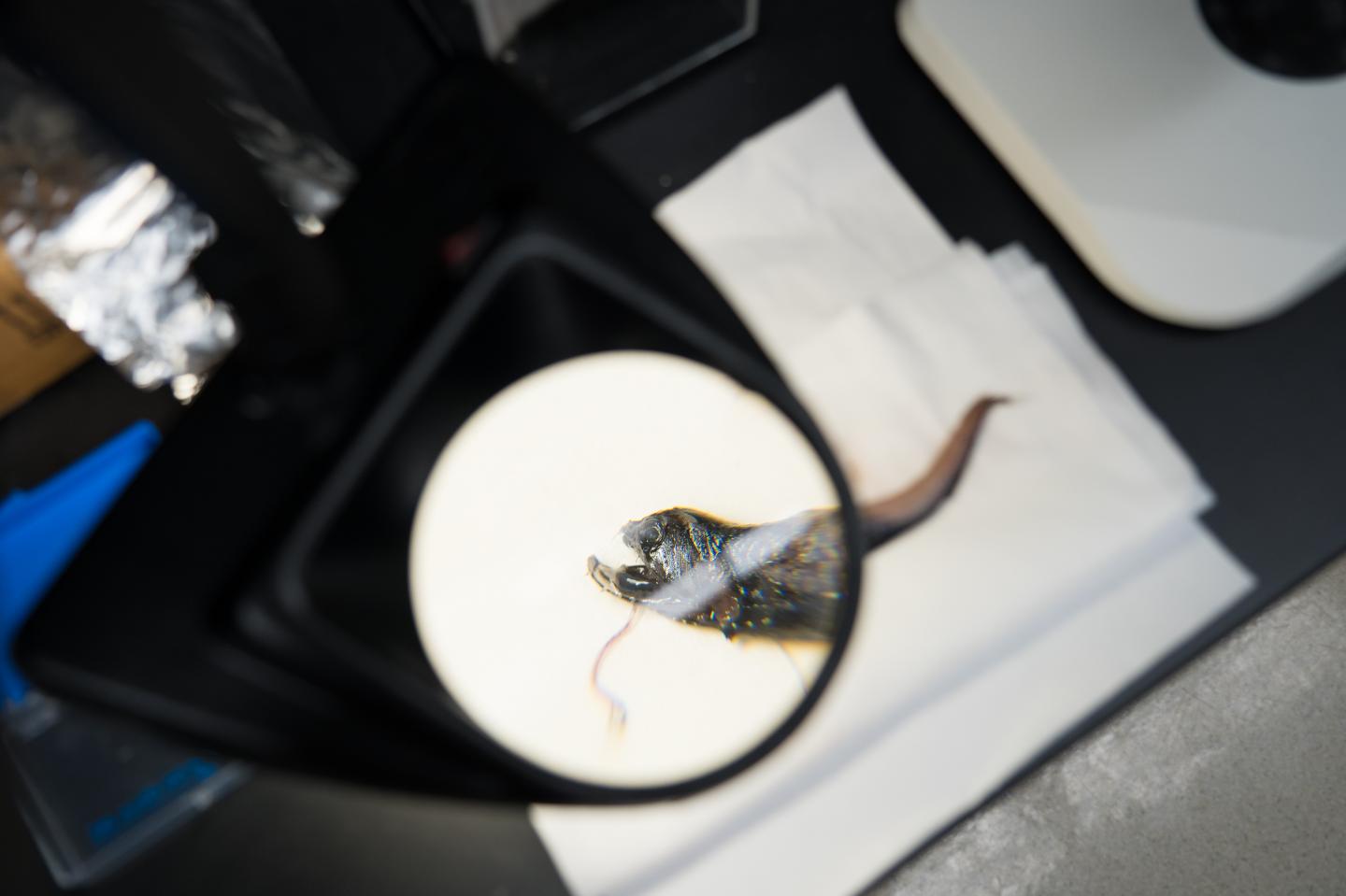 Deep-Sea Dragonfish Transparent Teeth -- 2