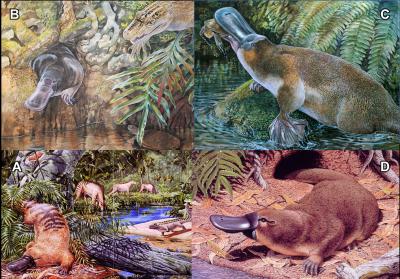 61 Million Years of Platypus Evolution