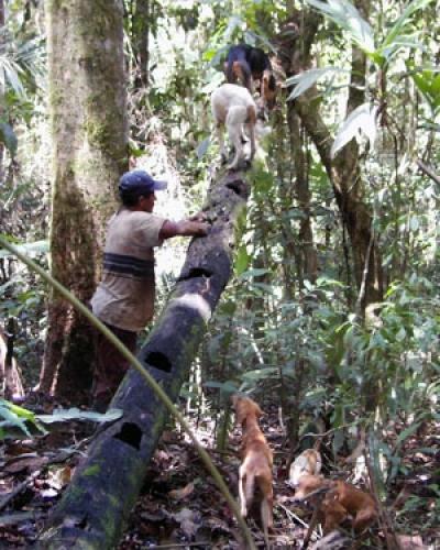 Nicaraguan Hunters and Their Dogs