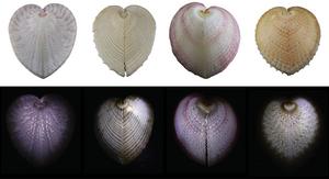 Heart cockles have shells with built-in skylights to let in light for symbiotic algae. Photo by Dakota McCoy