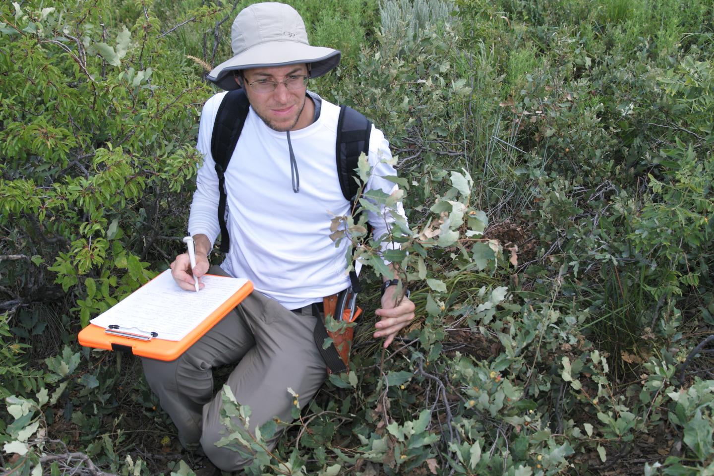Sean Hoban, PhD Measuring Shinnery Oak Leaves