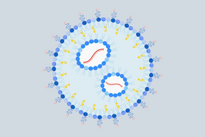 Nanoparticle with sugars on its surface that target liver cells