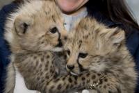 National Zoo Cheetah Cubs