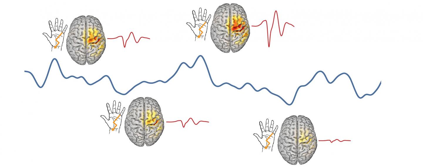 How Strongly the Cortex Is Excitable by a Stimulus