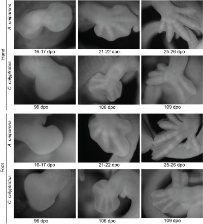 Morphogenesis of Autopodia
