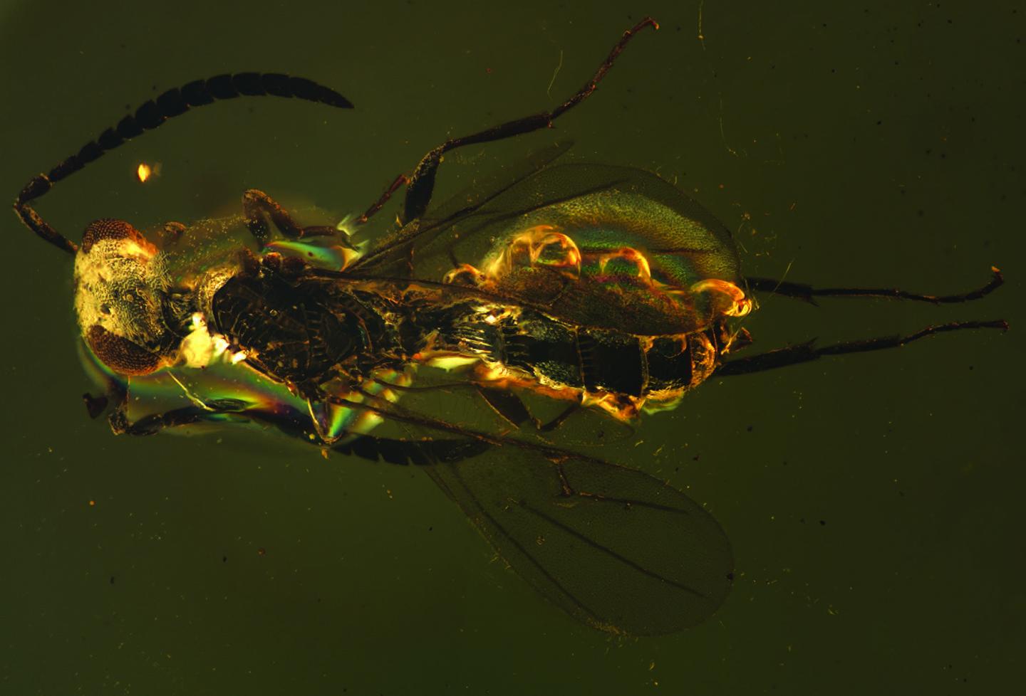 The New Ancient Extinct Species <i>Proteroscelio nexus</i>