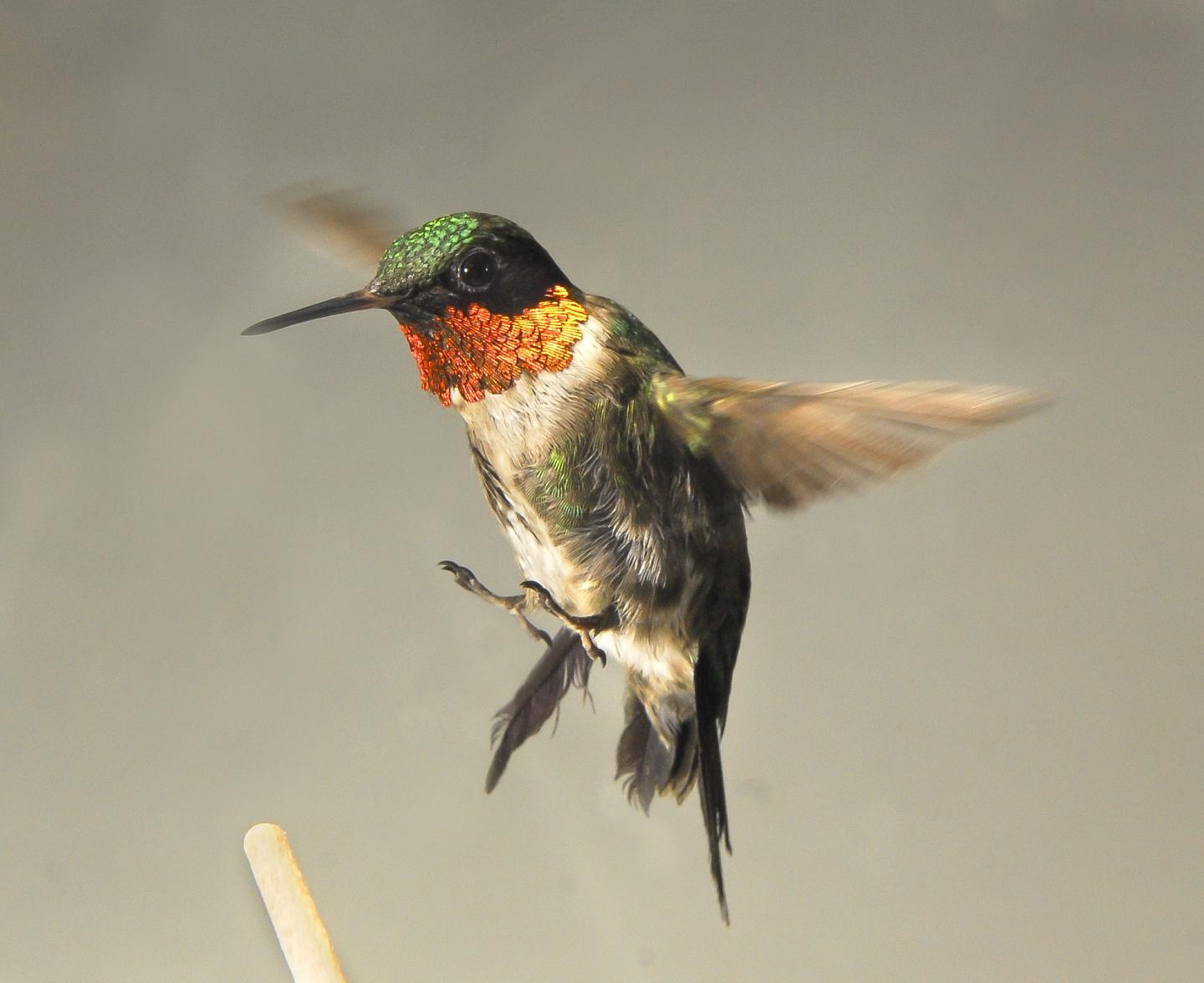 Why Some Hummingbirds Fatten Up Before Flying South