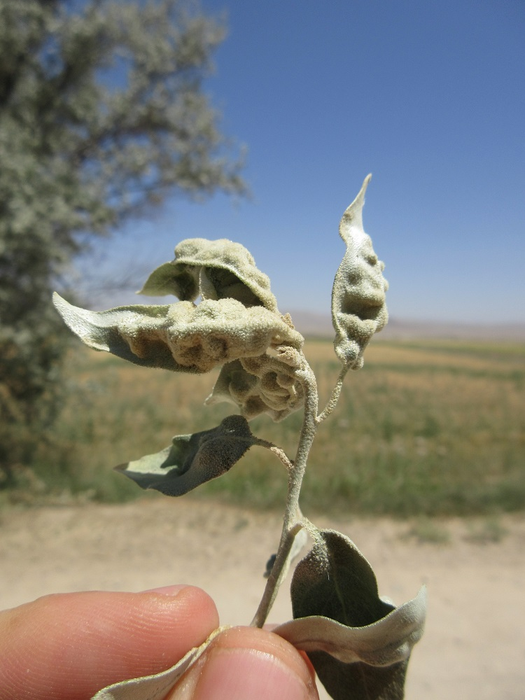 Aceria angustifoliae damage on the shoot tips of Russian olive