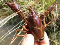 A Minute Crustacean Invades the Red Swamp Crayfish