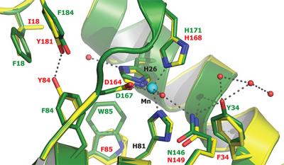 <I>Borrelia burgdorferi</I>