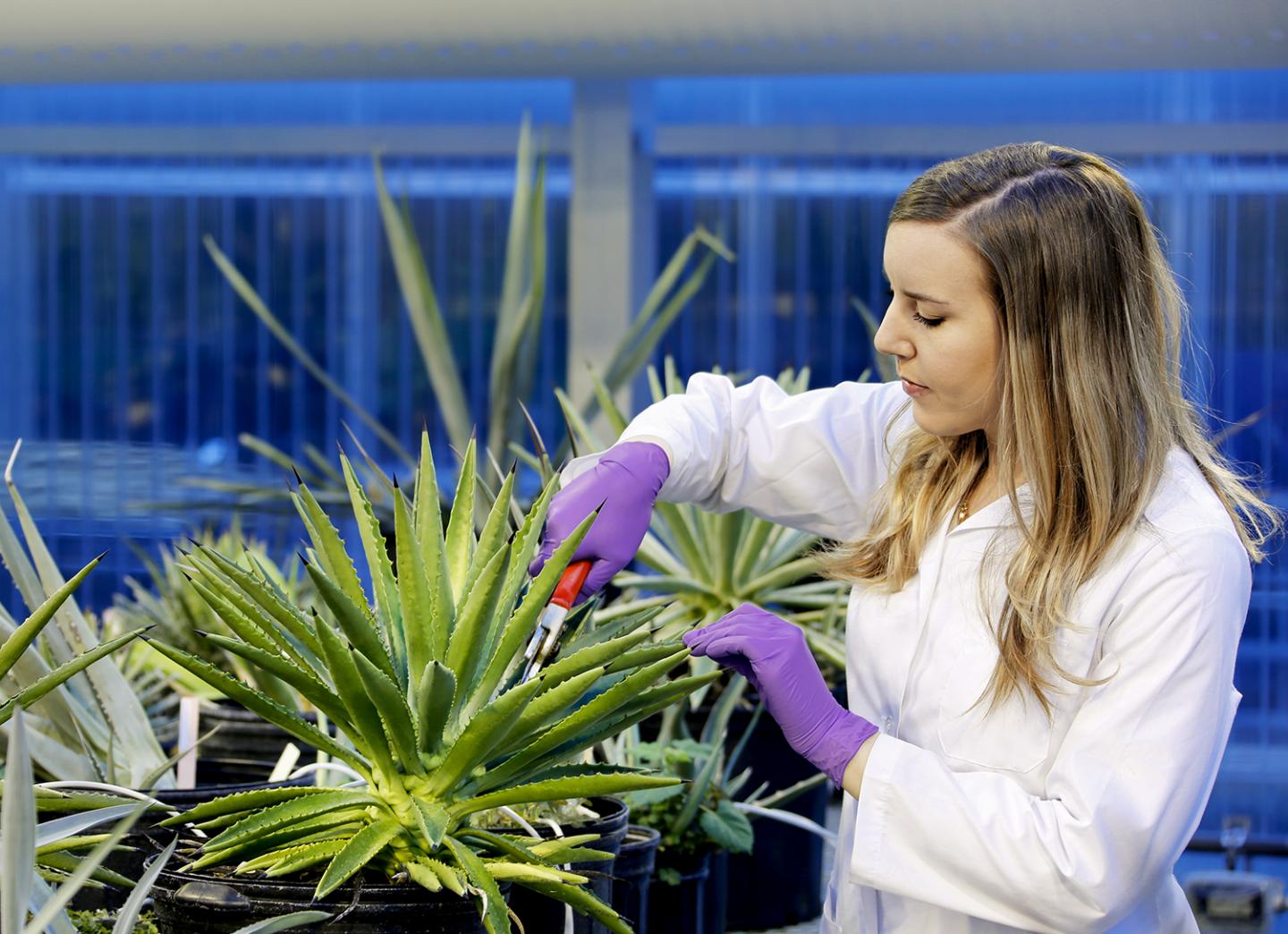 Kaitlin Palla, Bredesen Center