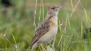 The Plains Lark, Corypha kabalii