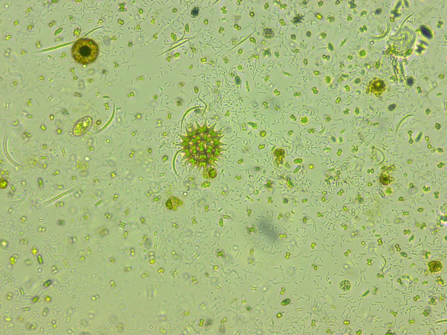 Phytoplankton 2