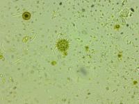 Phytoplankton 2