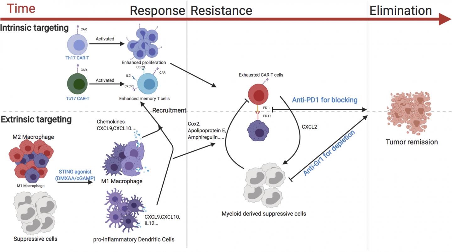 Strategies to enhance the activity of CAR T cells against breast cancer