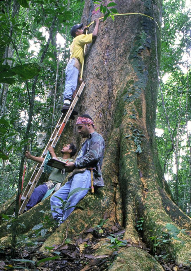 Researchers measure Dipteryx panamensis