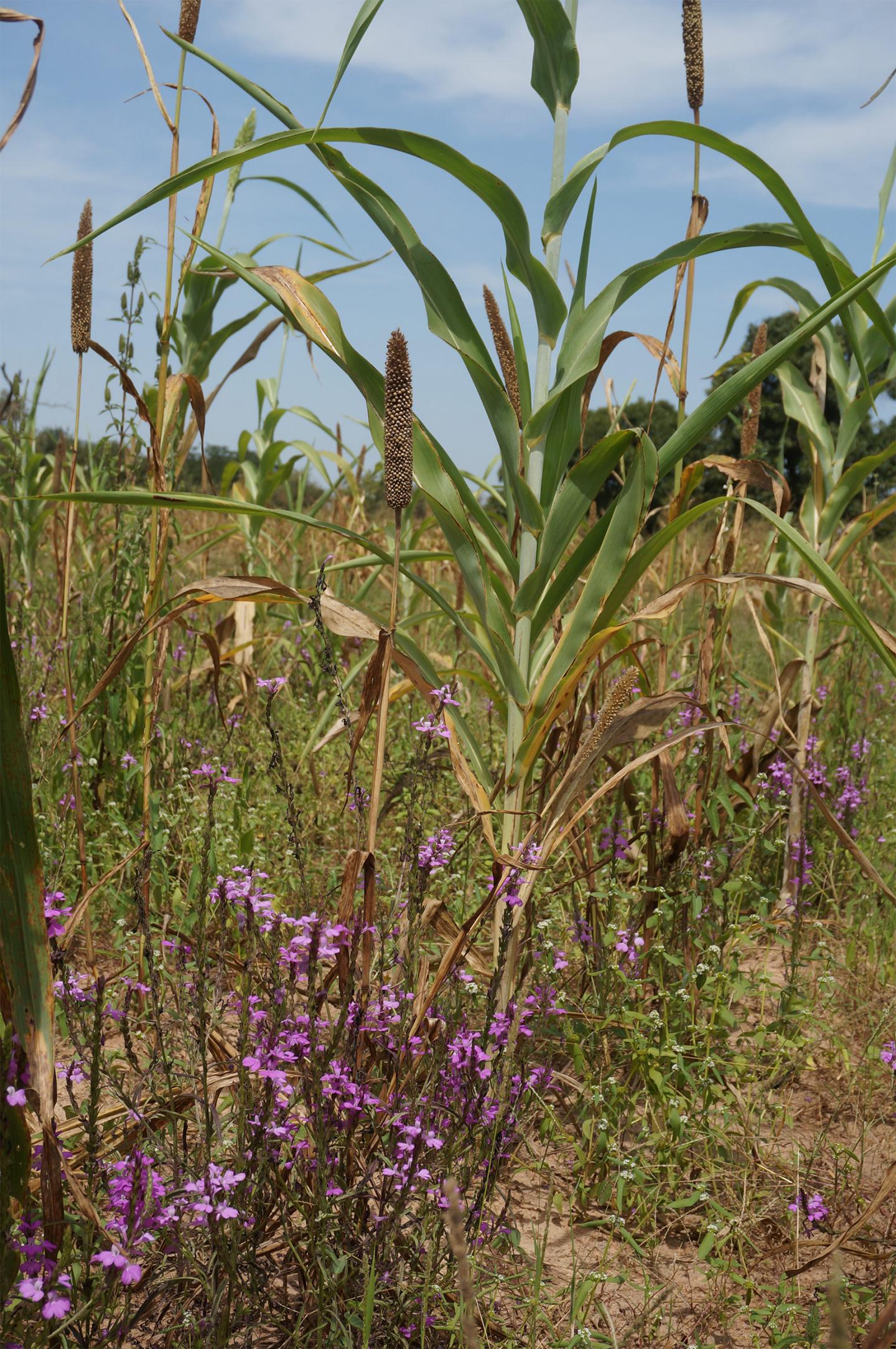A Pearl Millet Field Infested with <em>Striga hermonthica</em>