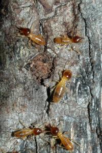 Nasutitermes Corniger Termites (2 of 2)