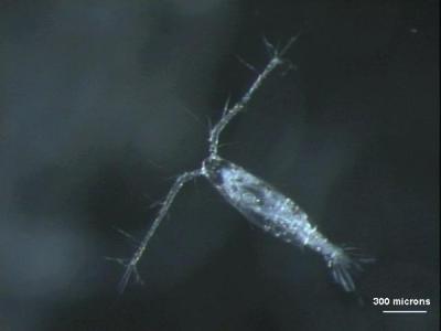 Copepod Attacker