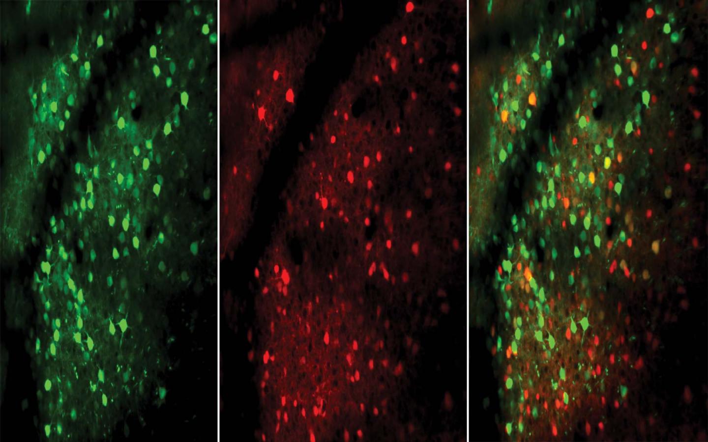 Excitatory and Inhibitory Neurons