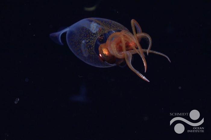 First confirmed live observation of the colossal squid, Mesonychoteuthis hamiltoni, in its natural habitat