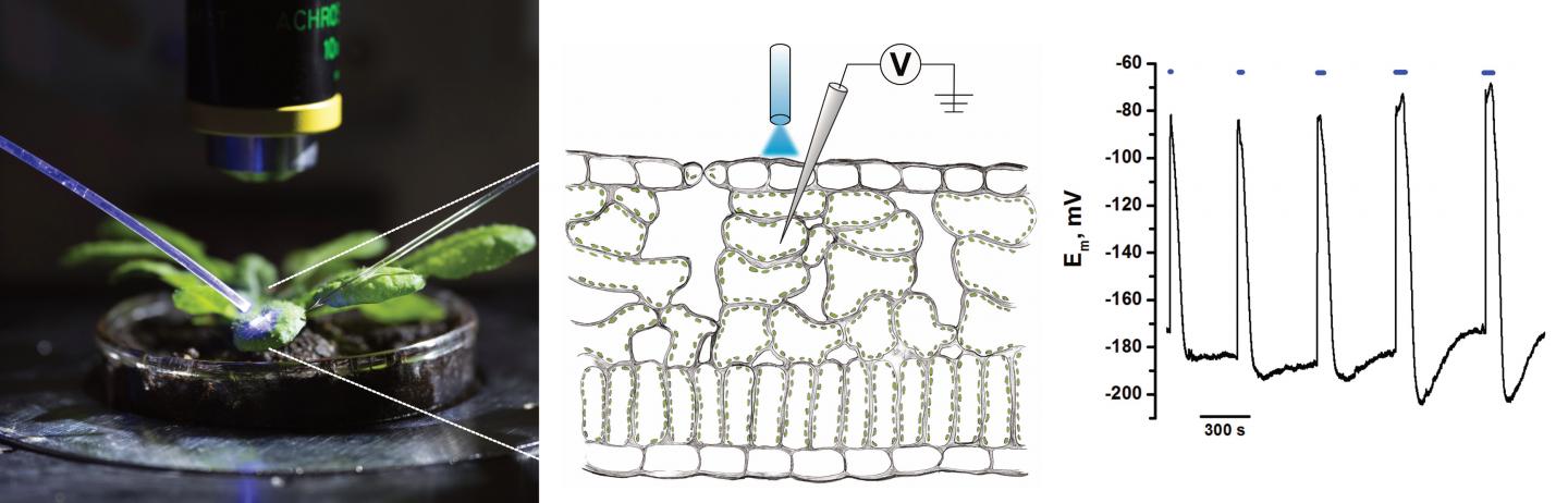 Optogenetics on Plants