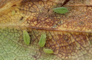 potato aphid