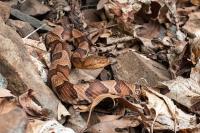 Reproduction in Copperheads