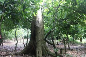 Cocoa plant with shade tree