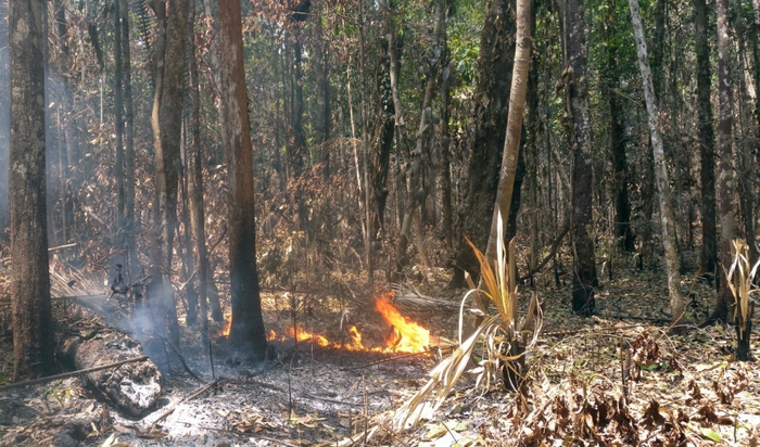 Fire in wet area of the Amazon