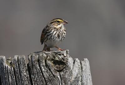 Savannah Sparrow (2 of 2)