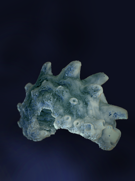 Volumetric reconstruction of a tooth whorl viewed from its lingual side (holotype of Qianodus duplicis)