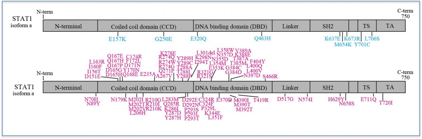 STAT1 [IMAGE] | EurekAlert! Science News Releases