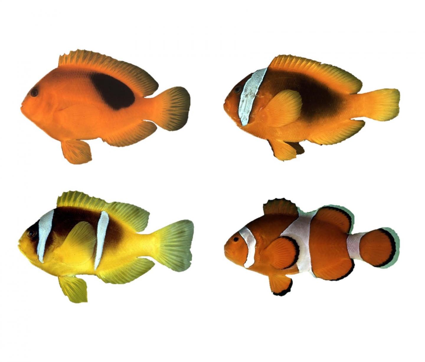 Clown fish: Whence the white stripes? | EurekAlert!